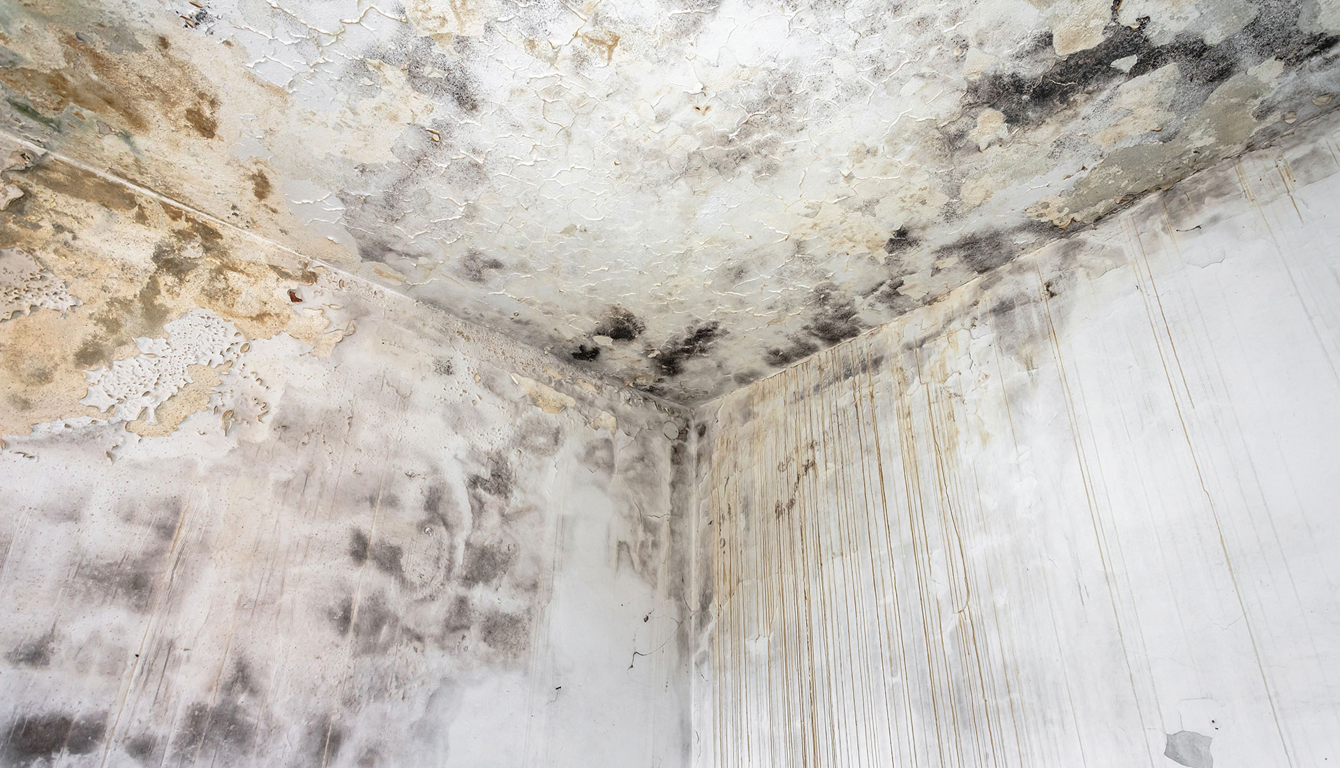 Stark verschimmelte Ecke eines Raumes mit abblätternder Farbe an der Decke und den Wänden, Zeichen extremer Feuchtigkeitsprobleme.